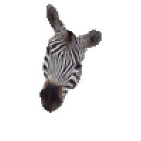 zebra head