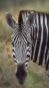 zebra